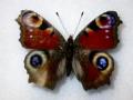 Aglais io (Inachis io) aberrant675 (Internet Image property of respective owner, non-commercial use only)